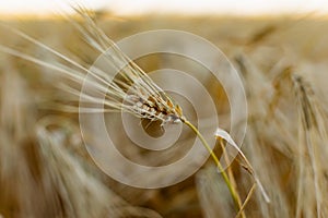 Golden ears of barley, summer in the harvest season, in the fields of Russia in the Rostov region. Dry yellow grains