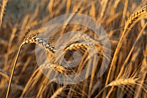 Golden ears of barley, summer in the harvest season, in the fields of Russia in the Rostov region. Dry yellow grains