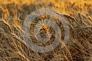 Golden ears of barley, summer in the harvest season, in the fields of Russia in the Rostov region. Dry yellow grains