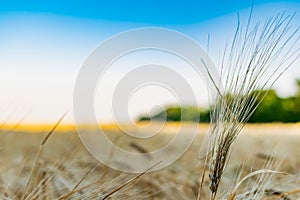 Golden ears of barley, summer in the harvest season, in the fields of Russia in the Rostov region. Dry yellow grains