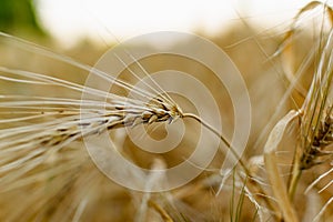 Golden ears of barley, summer in the harvest season, in the fields of Russia in the Rostov region. Dry yellow grains