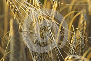 Golden ears of corn in a close up image