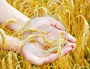 Golden ears in hands