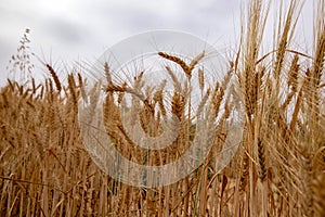 Golden ears of ripe wheat close up against a cloudy sky