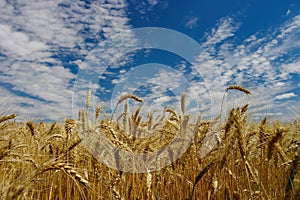 Golden ears of ripe wheat. Closeup ears on a wheat field against a blue sky and white clouds