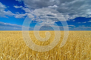 Golden ears of ripe wheat on the field. Beautiful landscape on a background of blue sky with clouds on a sunny summer