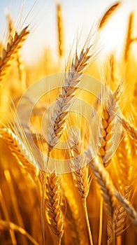 Golden ears of ripe wheat in rays of sunset, vertical format