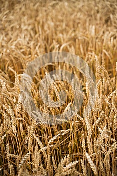 Golden ears of ripe wheat. Rural Scenery. Ripening ears of wheat field. Rich harvest concept. Agriculture.