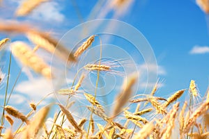 Golden ears of a rye