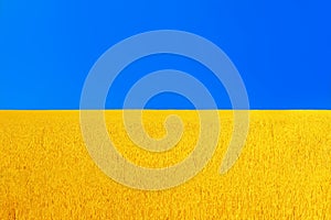 golden ears of rye wheat field and blue sky by summer like background, concept symbol of national Ukraine flag