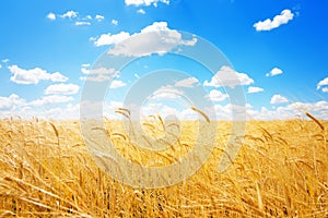 Golden ears of wheat against the blue sky and clouds