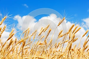 Golden ears of wheat against the blue sky and clouds, close up