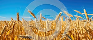 Golden ears of wheat against the blue sky and clouds. Harvest of ripe wheat against the blue sky. Field of wheat