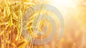 Golden ears of wheat cereal crop. Agricultural field. Autumn harvest of grain. Farming and agriculture background