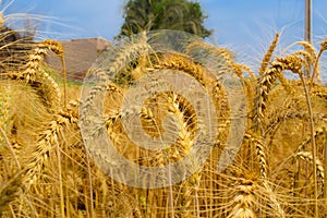Golden ears of wheat crop