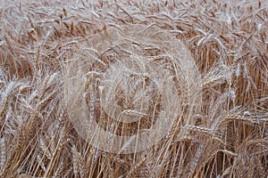 Golden ears Of wheat on the farm field.