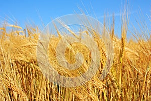 Golden ears of wheat in the field