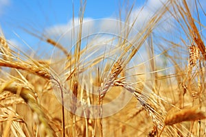 Golden ears of wheat in the field