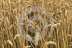 Golden ears of wheat on the field against cloudy sky. Agriculture. Growing of wheat. Ripening ears wheat. Agriculture