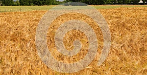 Golden ears of wheat in the field cultivated with cereal plants photo