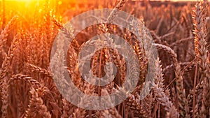 Golden ears of wheat on the field. Grain agricultural crops. Beautiful rural landscape.