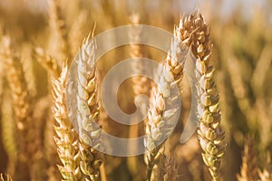 Golden ears of wheat on the field in sun light flares. Close up