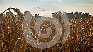 Golden ears of wheat on the field in sunlight flares.