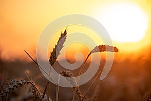 Golden ears of wheat on the field in sunlight. Macro image