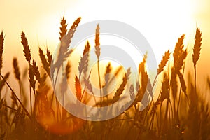 Golden ears of wheat on the field. Sunset light