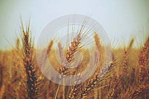 Golden ears of wheat on the field - vintage