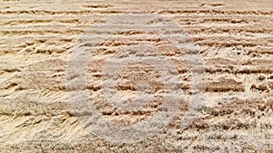 Golden ears of wheat on the field. Wheat field top aerial view. The wind swings the harvest of grain crops.