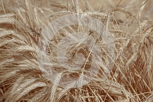 Golden ears of wheat. Grain. Close-up of a ripe ear