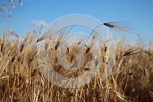 Golden ears of wheat grow under the weight of ripe grains