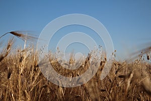 Golden ears of wheat grow under the weight of ripe grains