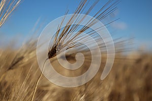 Golden ears of wheat grow under the weight of ripe grains