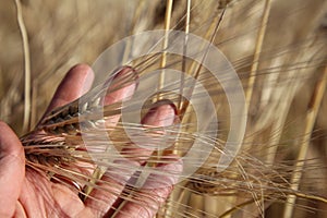 Golden ears of wheat in hand