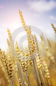 Golden ears of wheat or rye, close up. rural landscape under shining sunlight. Rich harvest Concept. small depth of field.