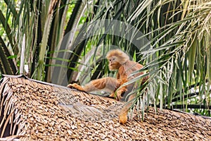 Golden East Javan Langur Trachypithecus auratus on thatched roof