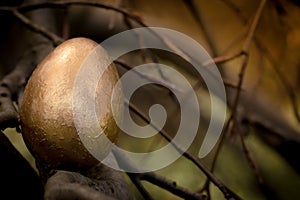 Golden easter Egg on a tree branch photo