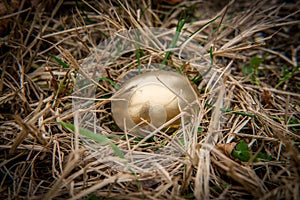 Golden Egg Metaphor Concept