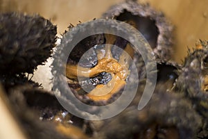 The golden egg urchin, The best of Japanese food, Sea urchin from the Pacific Ocean, Super close up of urchin eggs. Famous food in