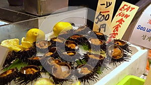 Golden egg urchin open and ready to eat in Kyoto fish market. Fresh uni seafood