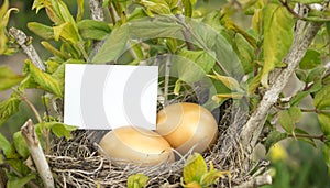 Golden eggs photo
