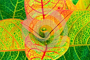 Golden eldorado plant with red texture leaves