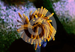 GOLDEN Euphyllia Torch LPS coral - Euphyllia glabrescens