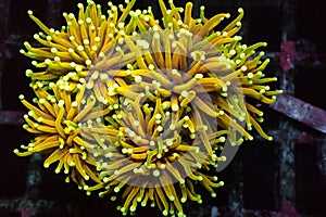 Golden Euphyllia Torch LPS Coral - Euphyllia glabrescens