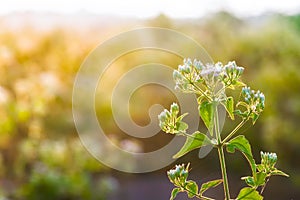 Golden evening Grass Meadow