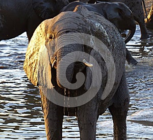 In golden evening light bathing baby elephant