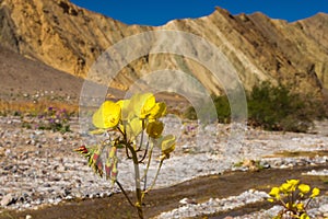 Golden Evening Primrose