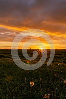 Golden evening sunset over a green meadow with dandelions in the foreground and a sun star